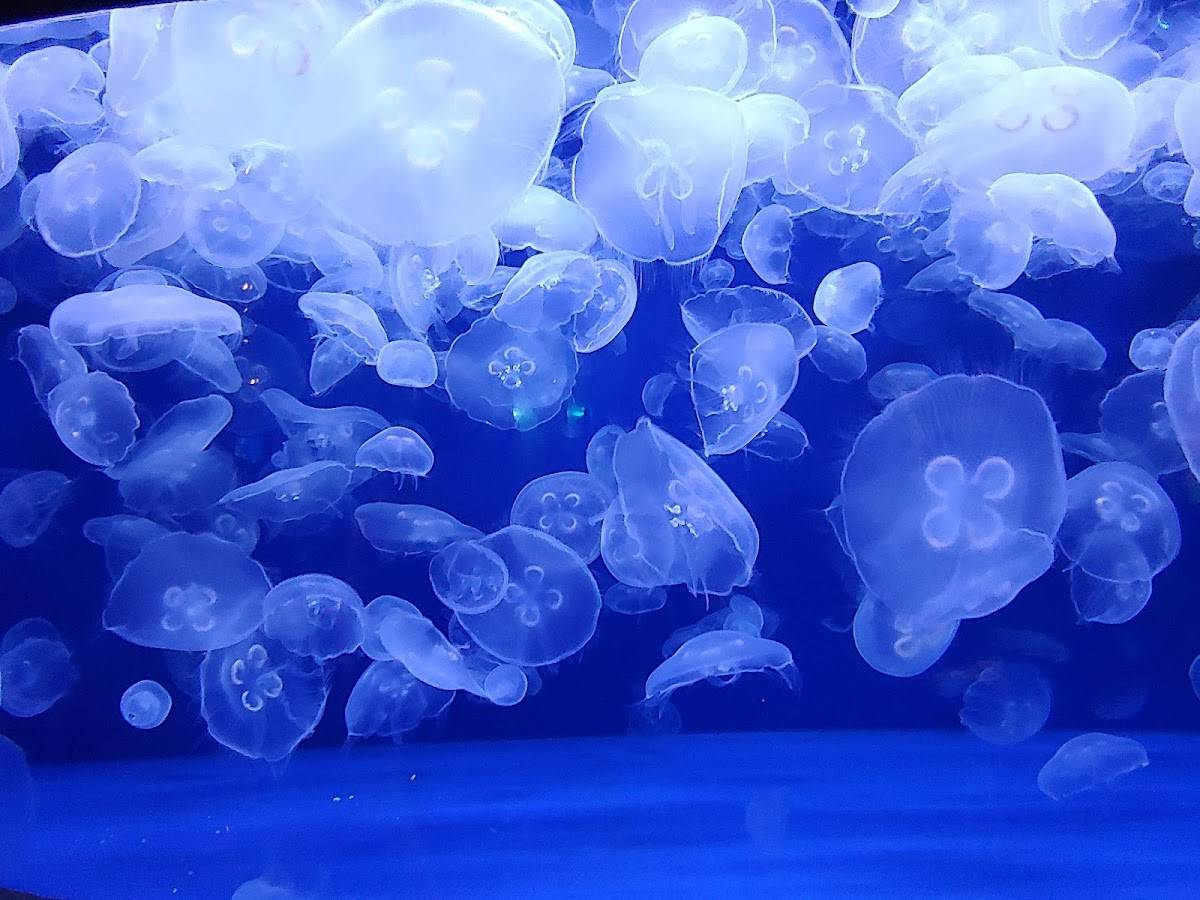 Downtown Aquarium restaurant in Denver - photo 3