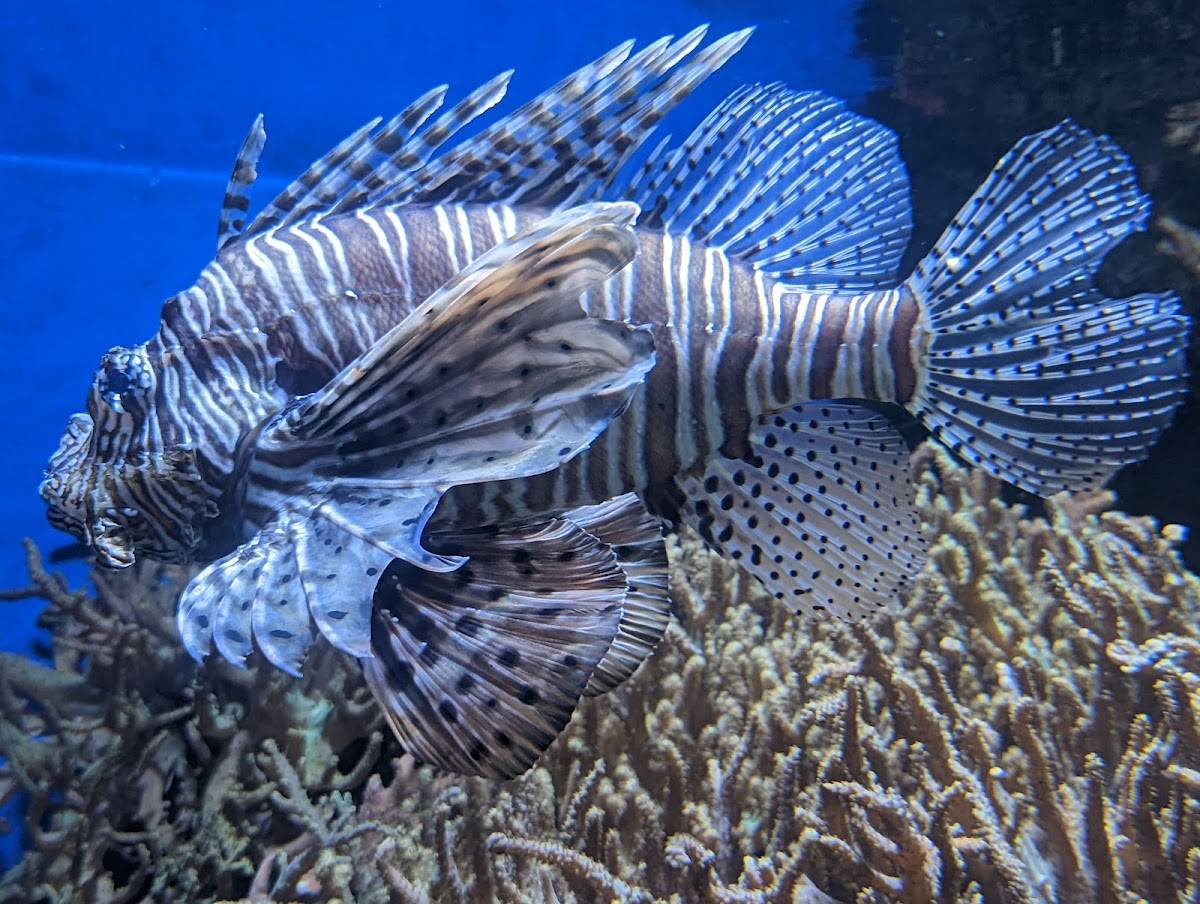 Downtown Aquarium restaurant in Denver - photo 5