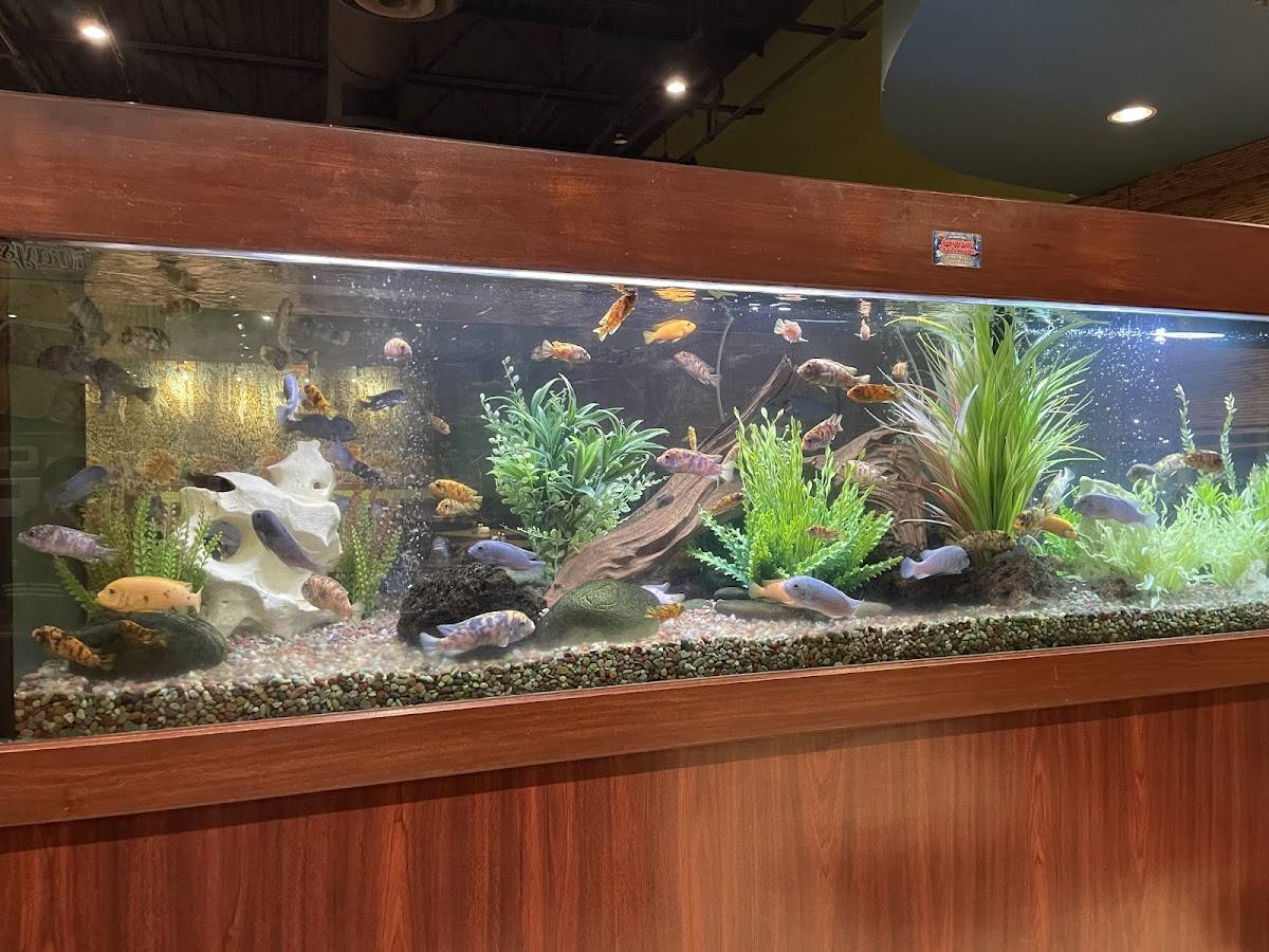 Hunan Chef restaurant in Houston - photo 3