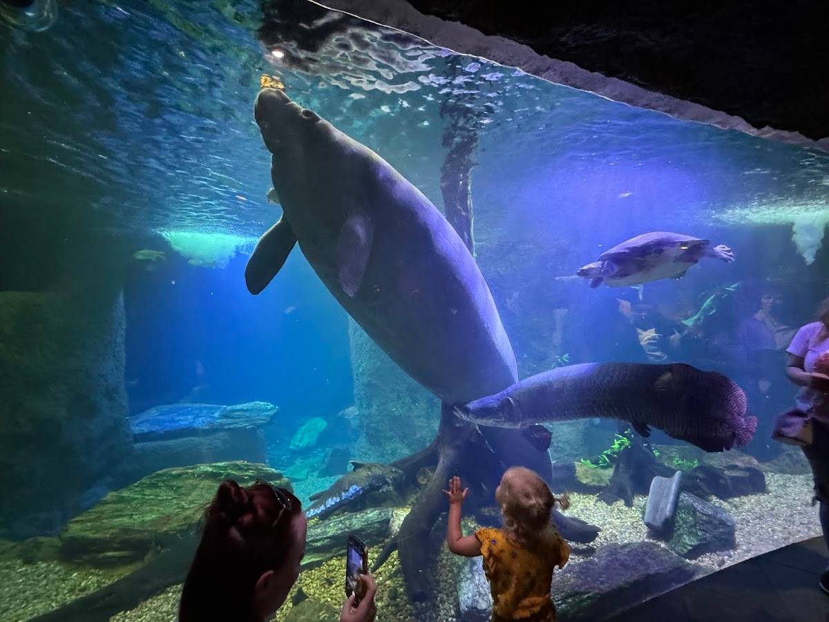 The Dallas World Aquarium restaurant in Dallas - photo 2