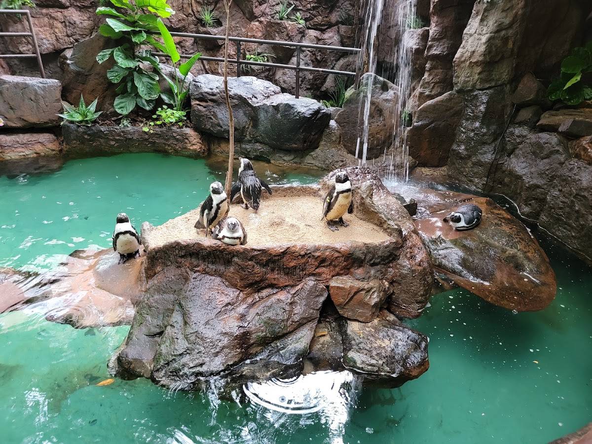 The Dallas World Aquarium restaurant in Dallas - photo 3