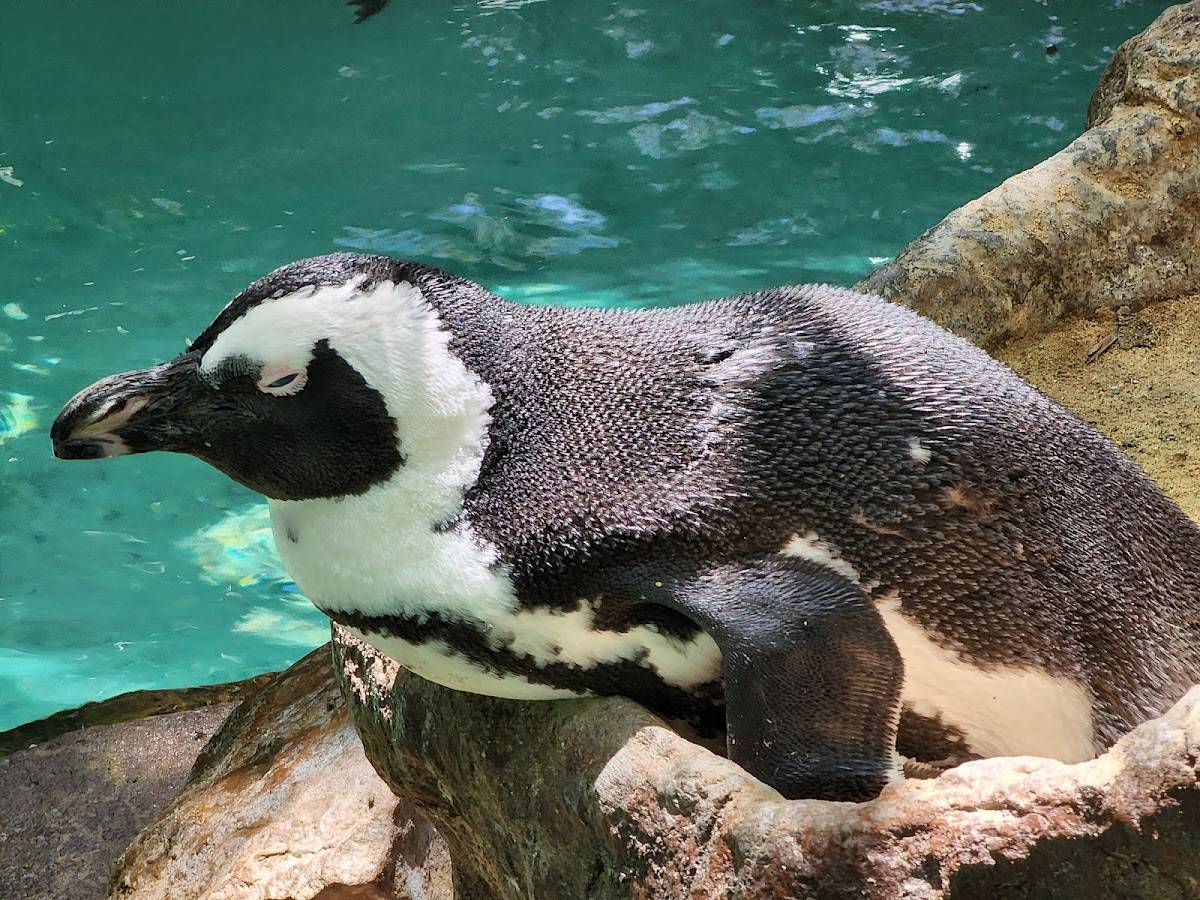 The Dallas World Aquarium restaurant in Dallas - photo 5