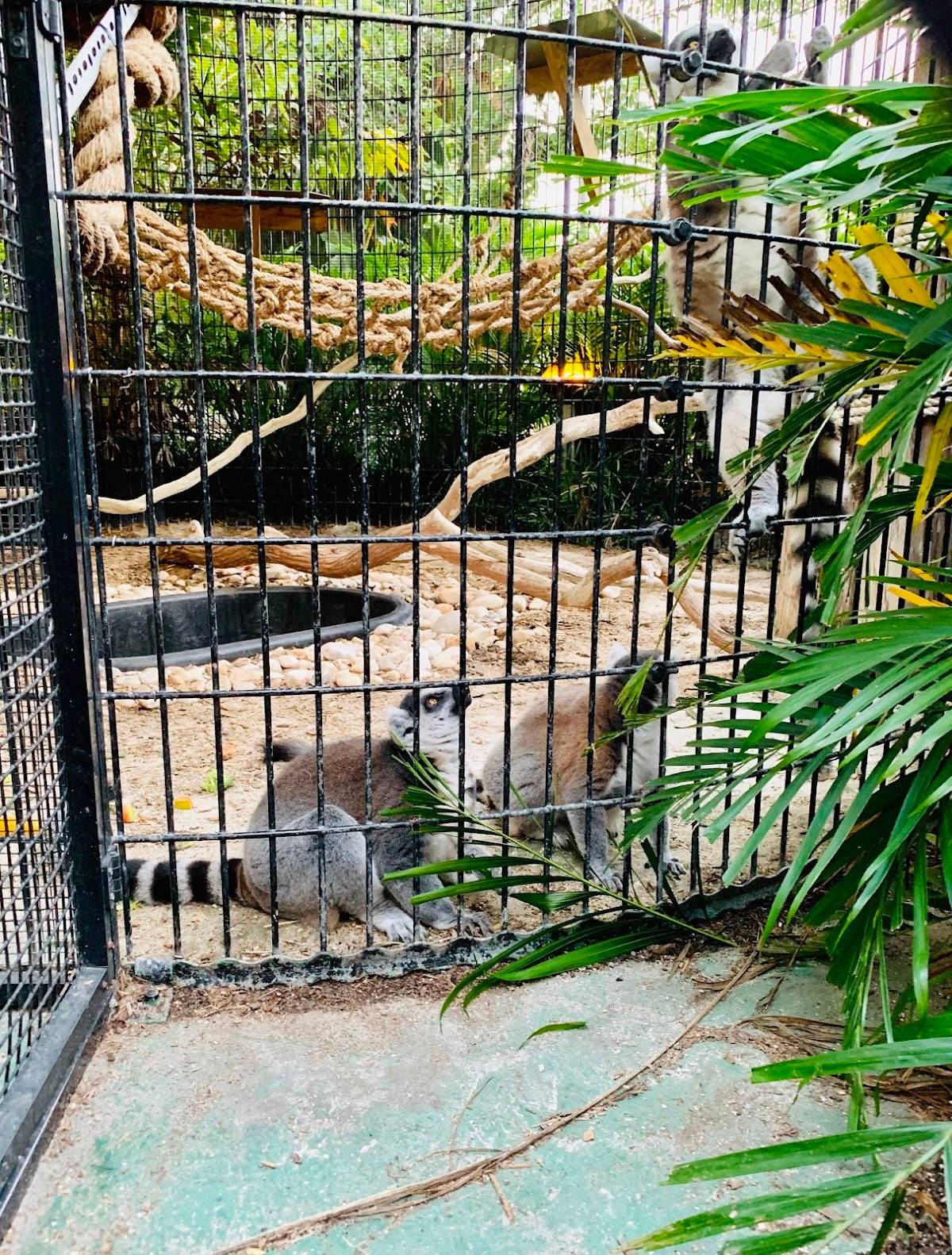 Jungle Queen Riverboat restaurant in Fort Lauderdale - photo 4