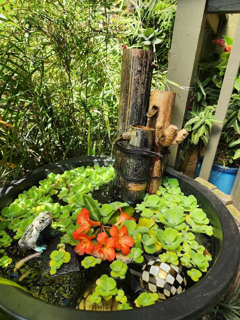 Café Ono & Catering restaurant in Volcano - photo 4