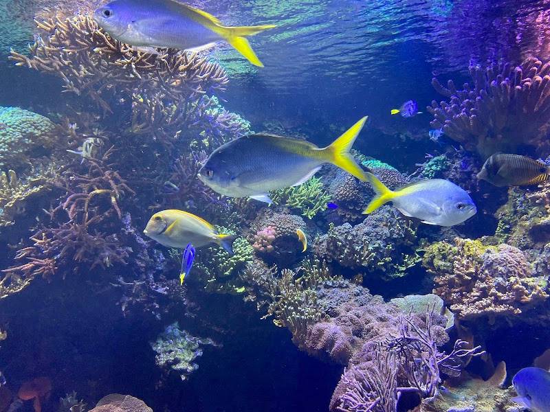 Downtown Aquarium restaurant in Houston - photo 4