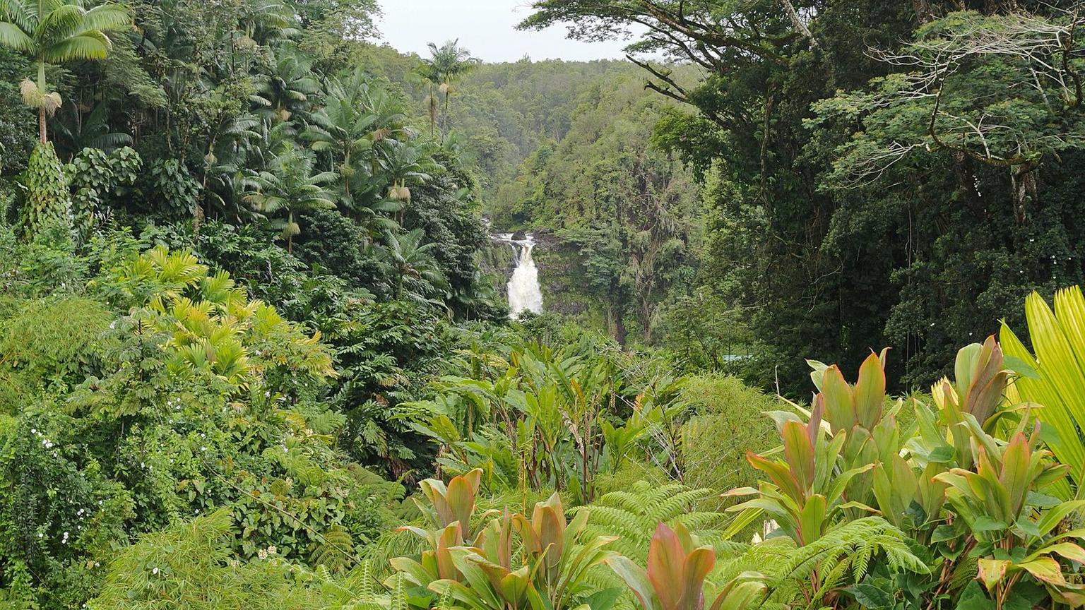 Akaka Falls on the Hamakua Coast, Hawaii Island